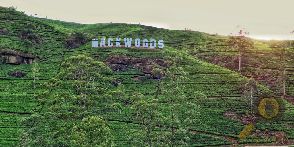 Mackwoods Tea Estate Overlook